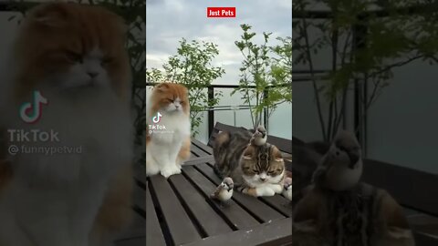 Cute and Funny Cats of Tiktok 2021 #shorts funny animal videos
