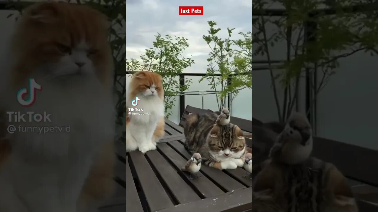Cute and Funny Cats of Tiktok 2021 #shorts funny animal videos