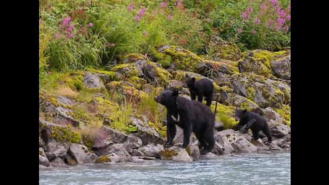 Black bear crossing the river (2021)