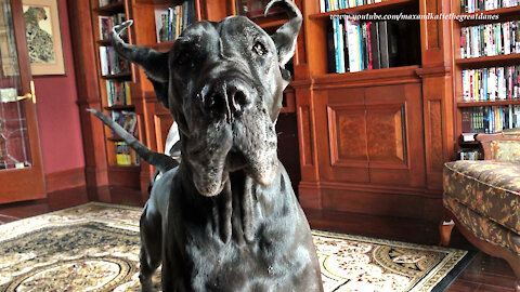 Great Danes Have Fun Playing Doggie Twister With A Blanket