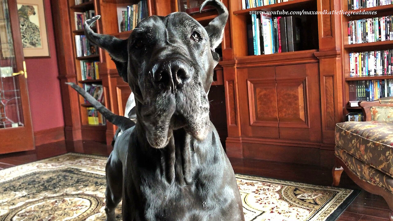 Great Danes Have Fun Playing Doggie Twister With A Blanket