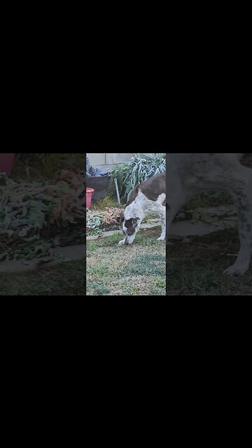 Garden Guardian Dog on Duty‼️ what's her routine...wait for it...🤣