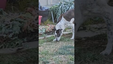 Garden Guardian Dog on Duty‼️ what's her routine...wait for it...🤣