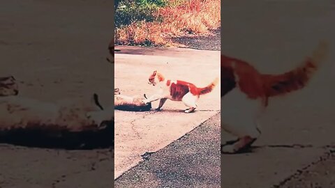 Again cats fight in my area || cats fights ||#funnycats #cats #babycats