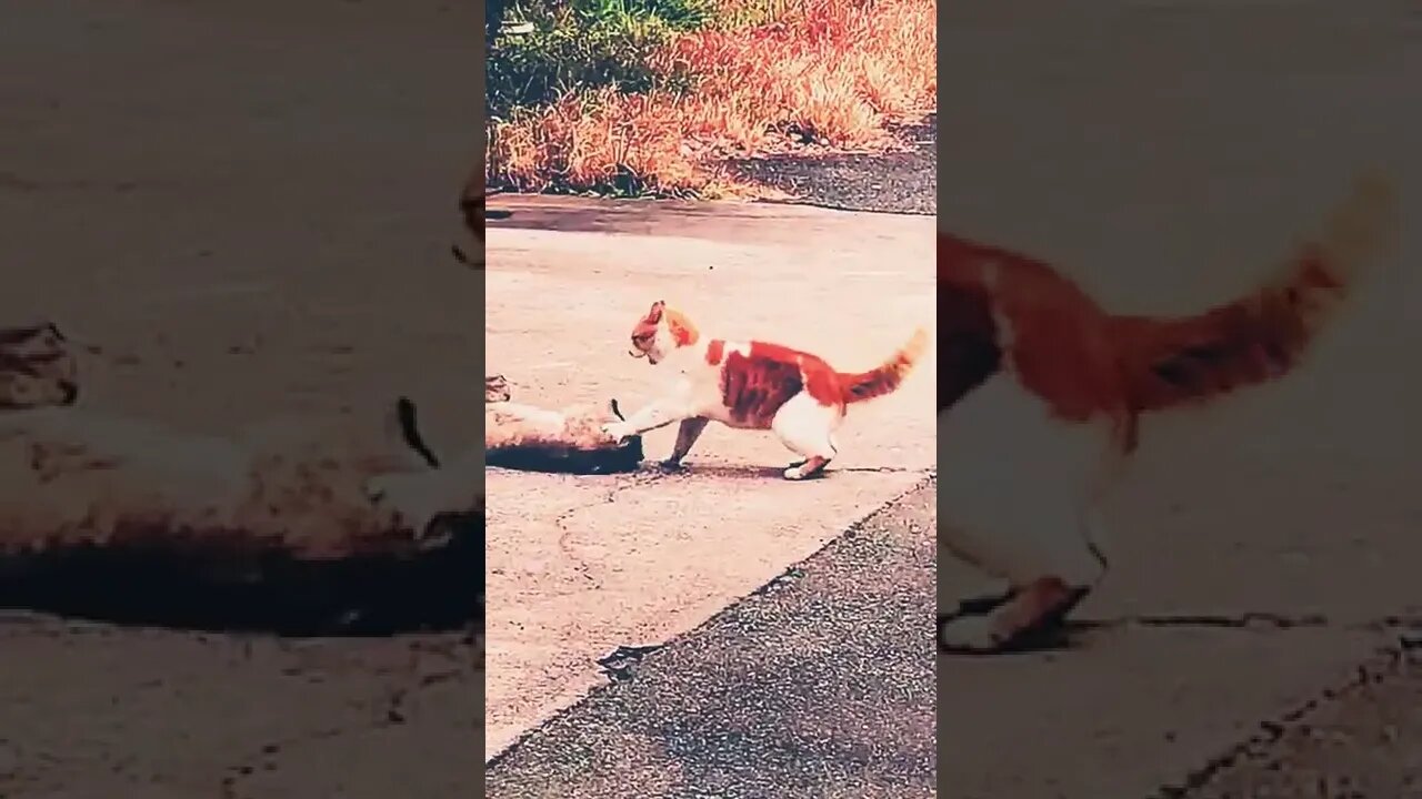 Again cats fight in my area || cats fights ||#funnycats #cats #babycats