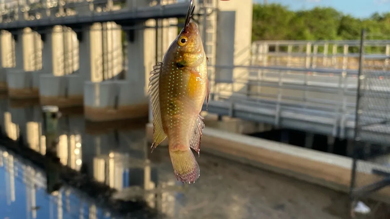 Using AQUARIUM FISH for live bait at a CRAZY SPILLWAY ( 10+ pound fish caught)