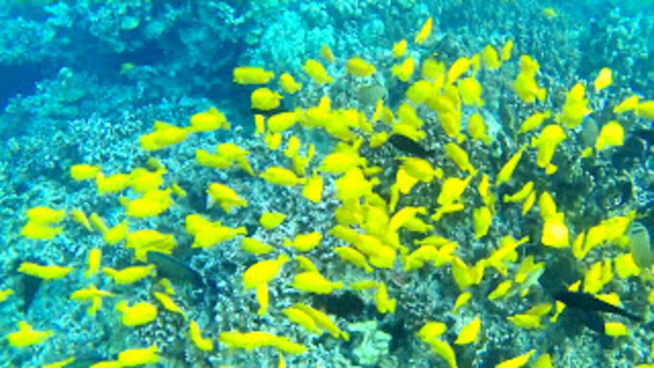 Snorkeling on the Kona Coast #Shorts