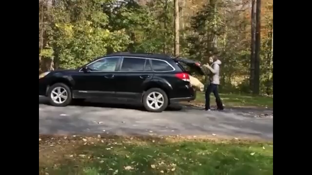 A Very Happy Dog!