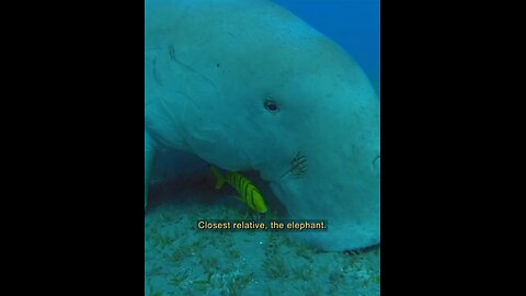 The sea Elephant Dogong