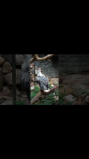 Close up with an Eagle.