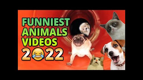 Funniest Animals Videos - Best Cute Cats😹 and Crazy Dogs🐶 Videos 2022! | FUNNY ANIMALS' SOCIETY