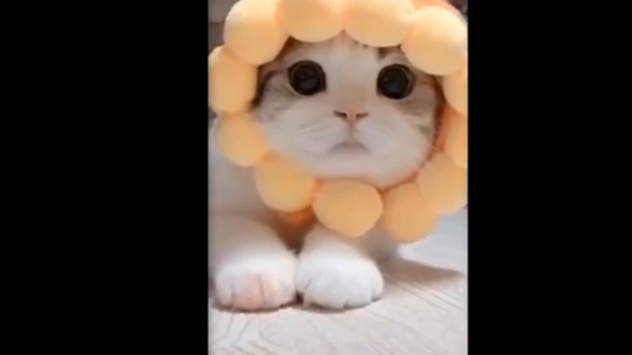 Cute and funny pets Try not laugh🤣