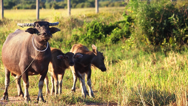 Three Buffaloes