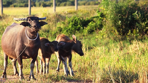 Three Buffaloes