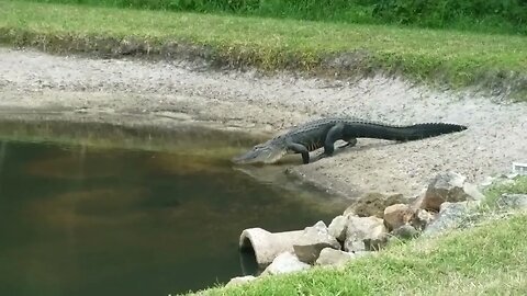 gator on the move 04 29 2022 Cypress Lakes Lakeland FL
