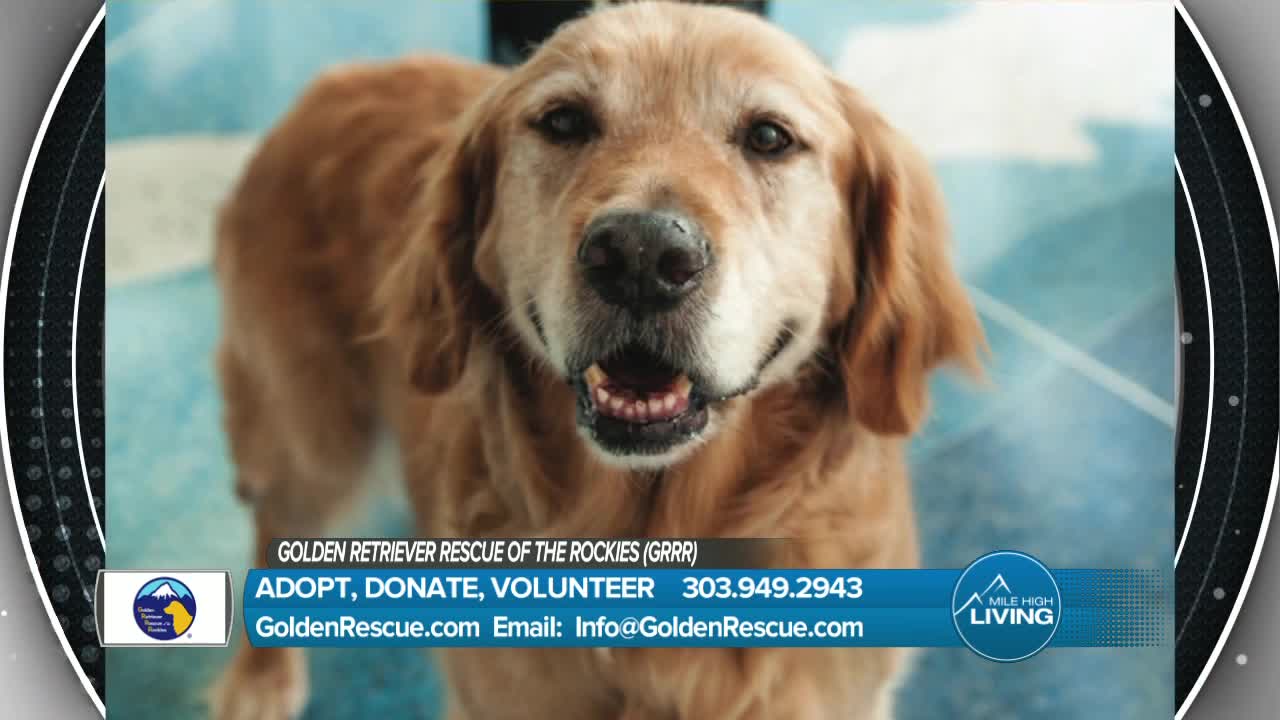 Golden Retriever Rescue of the Rockies (GRRR)