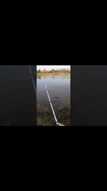 Mega bass from a snooty neighborhood pond!!