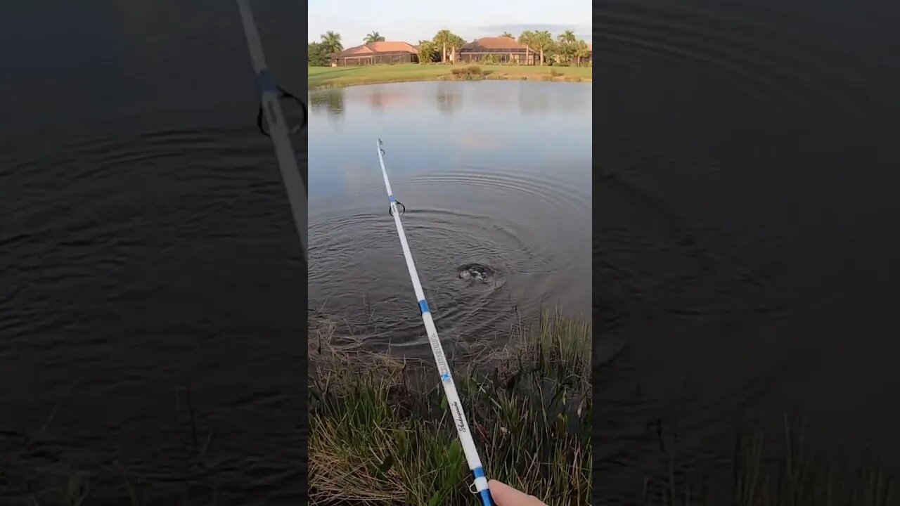 Mega bass from a snooty neighborhood pond!!