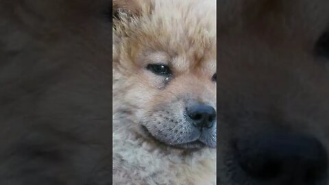 #shorts Exstreme Chow Chow Dog Living in South Africa #fudgebearbaby