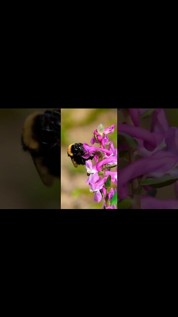 #ABBA #Bumblebee #2021 #shorts