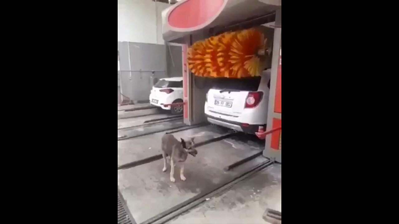 Dog Gets A Good Scrub In At The Car Wash!