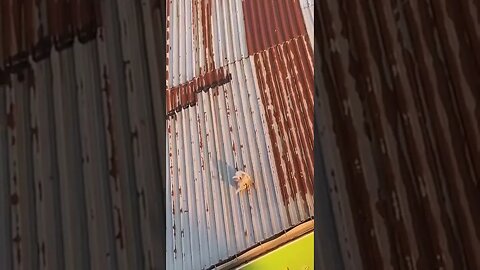 Cat falls off of roof while fighting.
