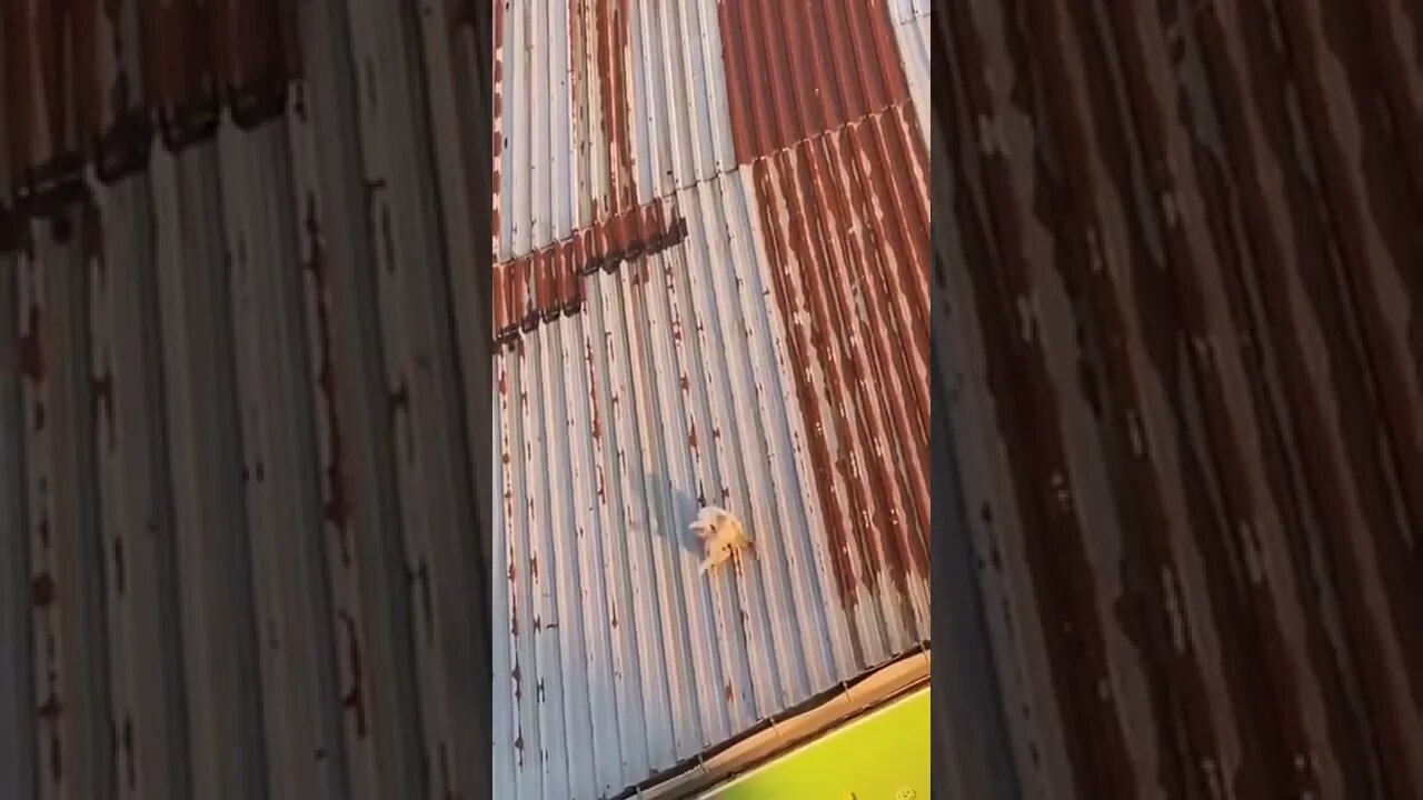 Cat falls off of roof while fighting.