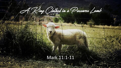 A King Clothed in a Passover Lamb - Mark 11:1-11