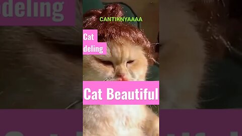 SO BEAUTIFUL THIS KITTY #COMEDY #FUN #creative #ANTIGABUT #shorts #shortsvideo #ketawa #laugh
