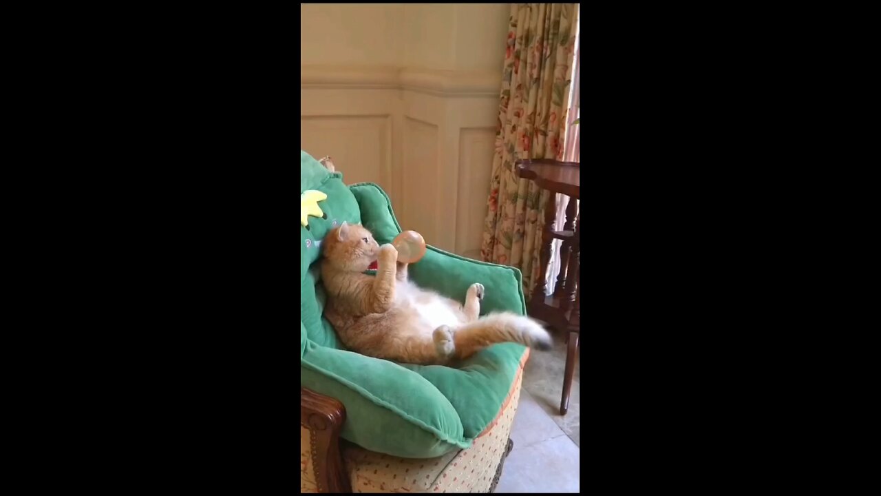 hfunny animal video