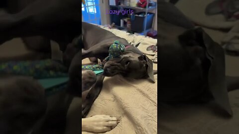 Lazy tug o war?? #shorts #dogs #love #shortsvideo #dog #kids #happy #goodmorning #short #motivation