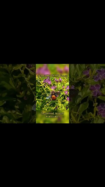 Un abejorro en las flores #tacuarembó #uruguay (14/02/2023)