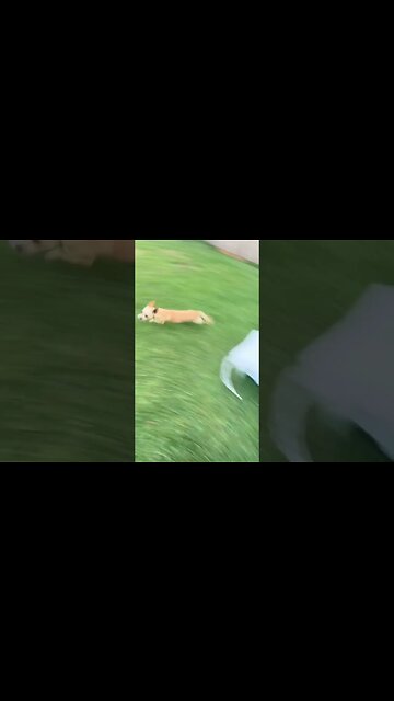 Runnin #chihuahuababy #chihuahuapuppy #chihuahua #funnydogs #fastdog #fastrunning #juke #jukes #dogs
