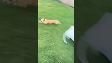 Runnin #chihuahuababy #chihuahuapuppy #chihuahua #funnydogs #fastdog #fastrunning #juke #jukes #dogs