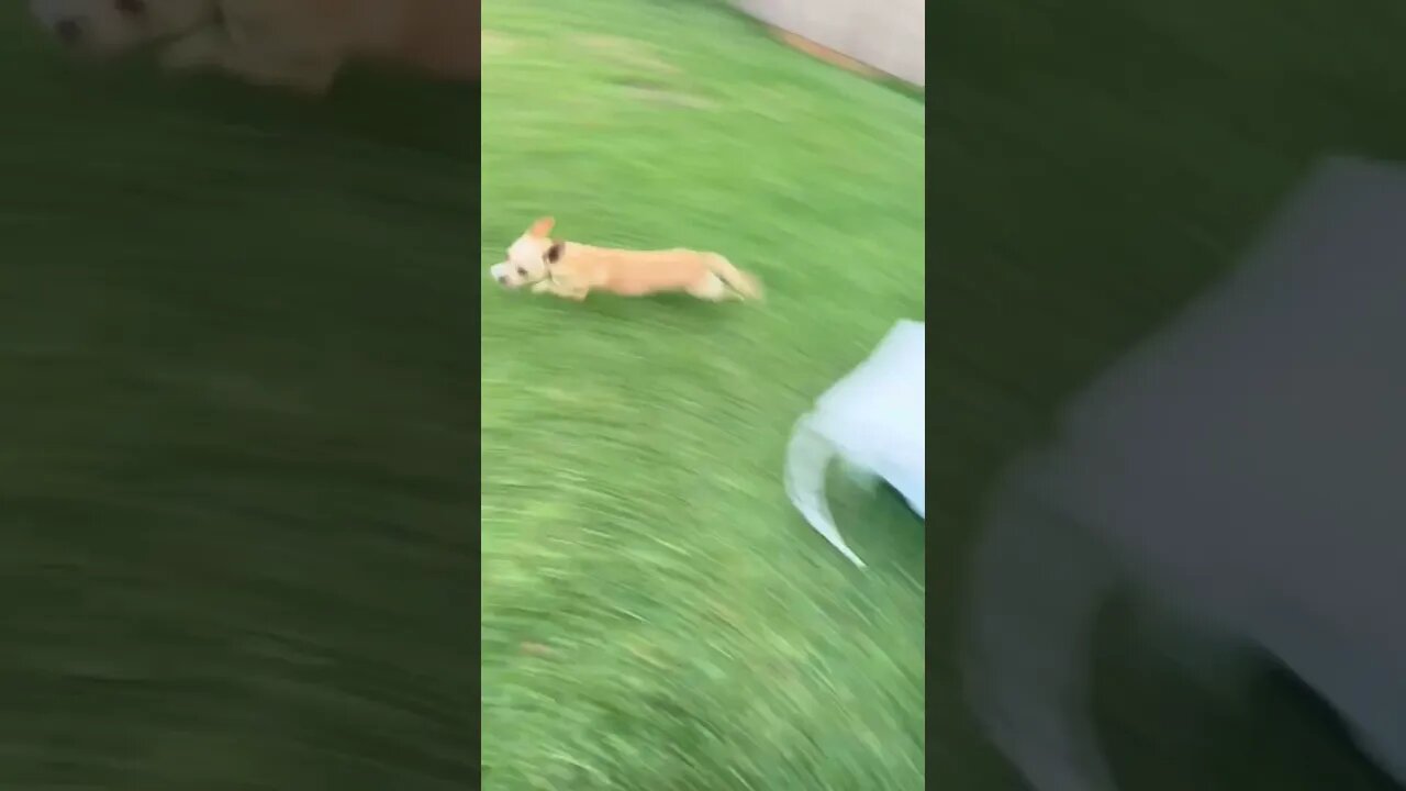 Runnin #chihuahuababy #chihuahuapuppy #chihuahua #funnydogs #fastdog #fastrunning #juke #jukes #dogs