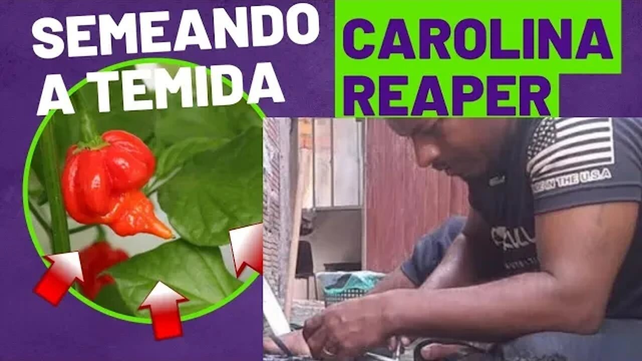 Semeando A PIMENTA CAROLINA REAPER