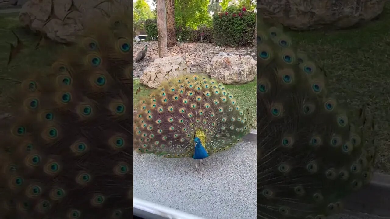 Peacocks, Peahens strolling through Dubai street