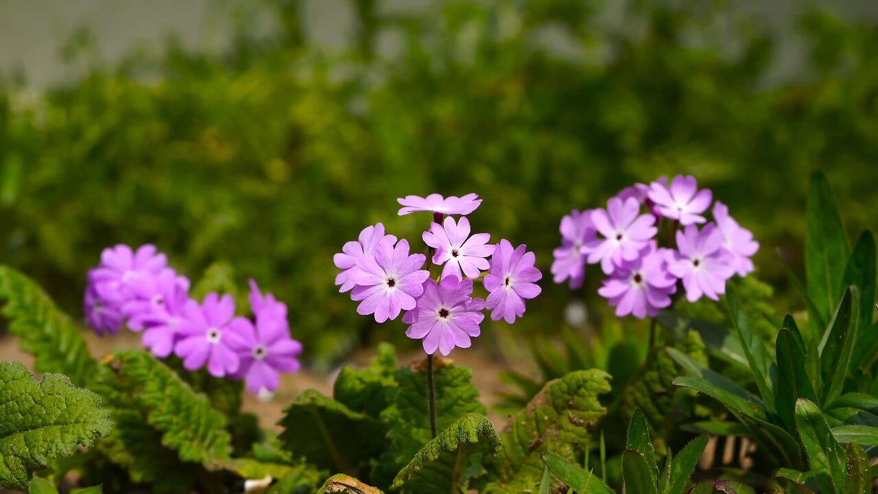 "Japanese Primrose: A Delicate Beauty for Your Garden"