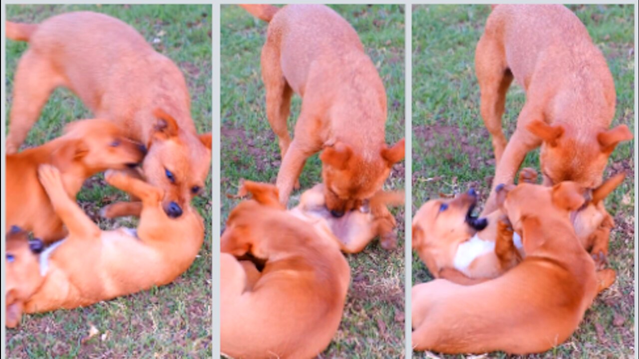 Dogs play with each other