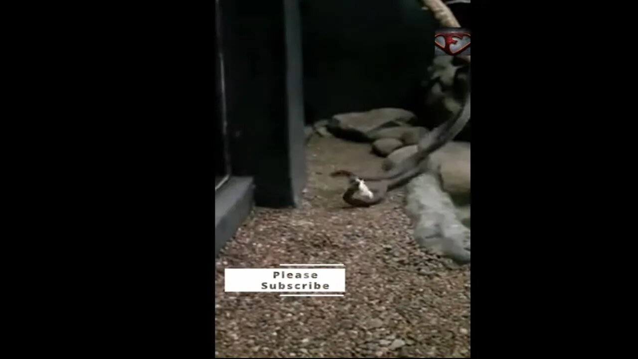 Black Mamba Venoms Effect on a Mouse #shorts #animals #snake