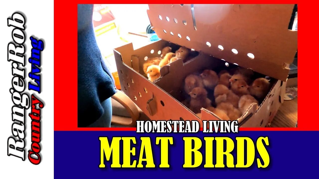 Meat Birds Have Arrived! Breeding Red Rangers on the Homestead