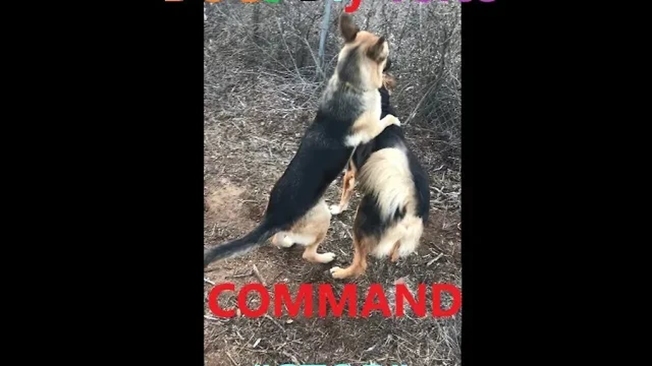 DOGS Voice Command "Stop" | German Shepherd Female vs Australian Male | Dog Easy 101 | Good Boy