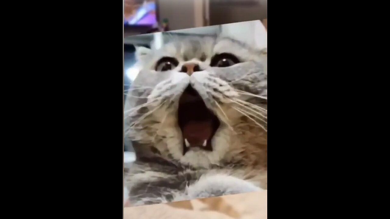 Funny Cat Videos That Will Make You Laugh😹😹