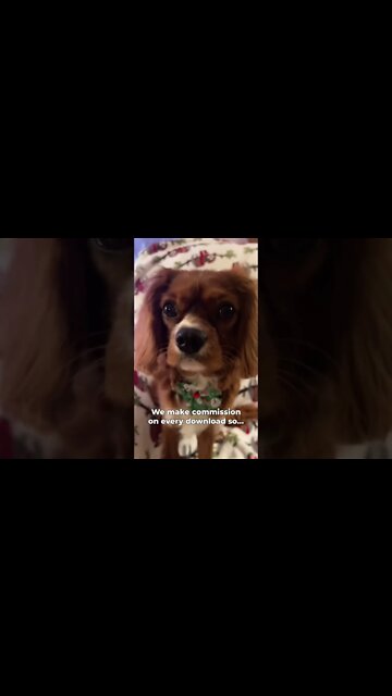 So what’re you waiting for? Go listen to “Bells” now! 🎄#countrymusic #country #singer #cavalier