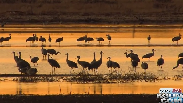 Sandhill Crane Camera