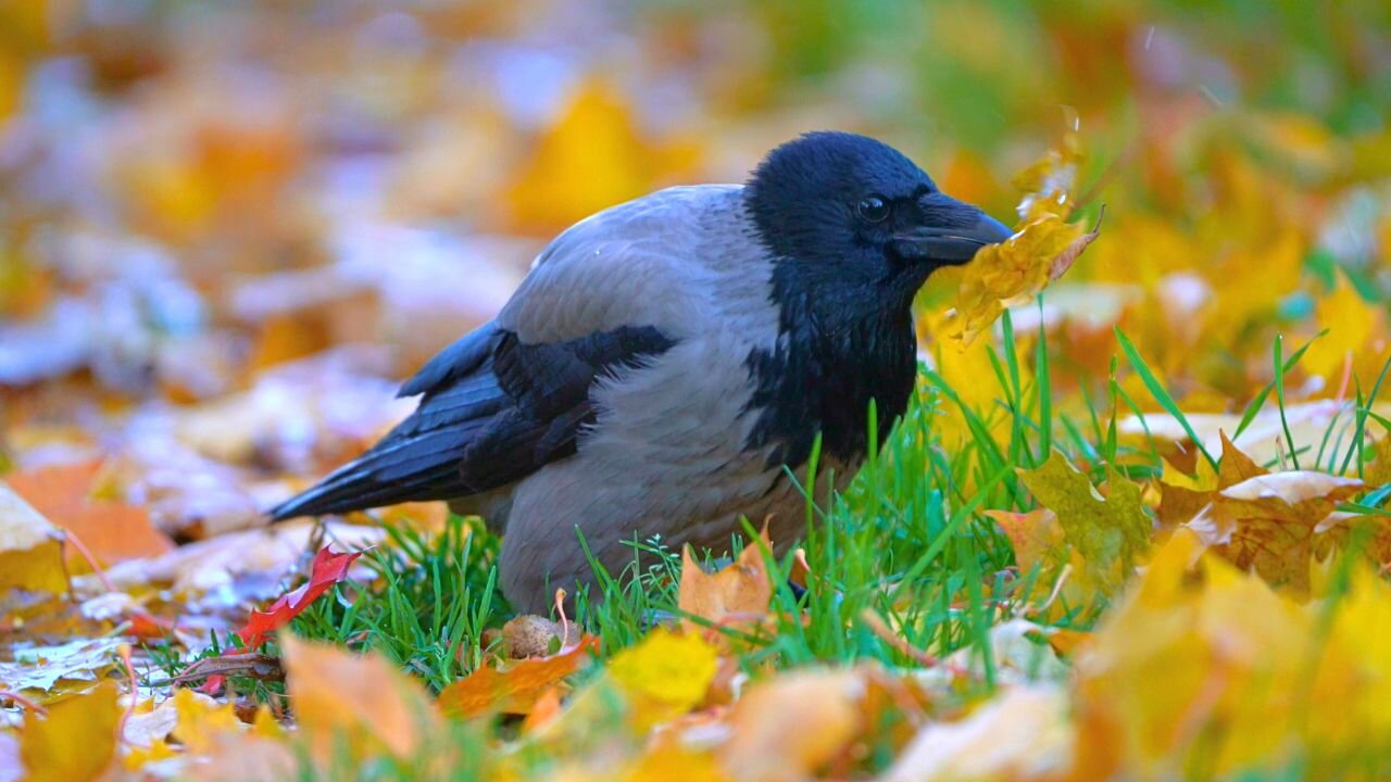 Hooded Crow Foraging in Autumn Amongst the Fallen Leaves