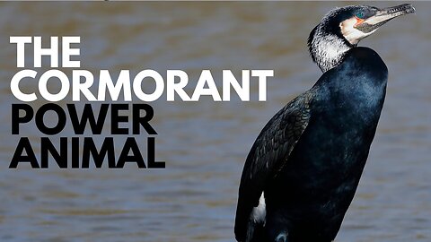 Cormorant Power Animal