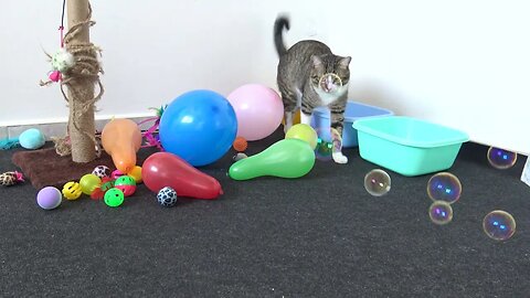 Funny Cat Is Curious about Soap Bubbles