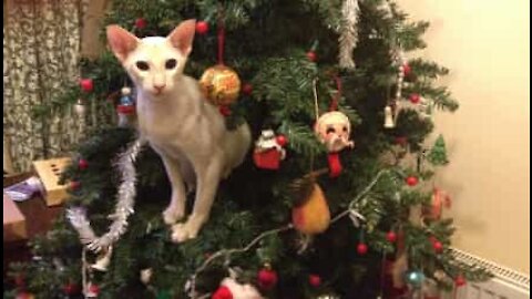 Gata trepa árvore de natal para roubar enfeite