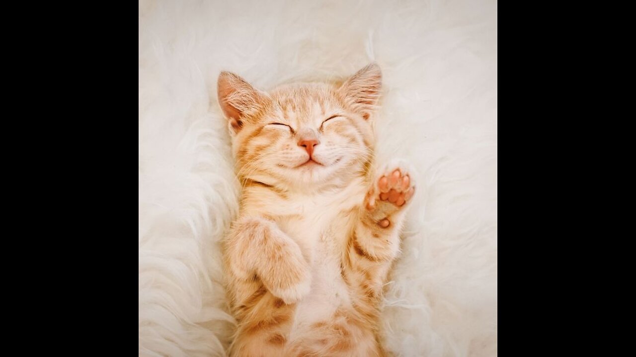 OMG So Cute ♥ Best Funny Cat Videos